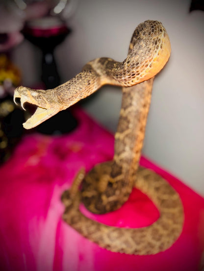 Haunted Doll Taxidermy- Naga- Snake Spirit Vessel- Very powerful Life changing entity